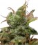 Сорт Ice fem (Royal Queen Seeds)