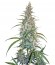 Сорт Silver Haze reg (Sensi Seeds)