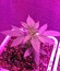 Сорт Critical Jack fem (Dinafem Seeds)