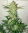 Сорт NYC Diesel Auto fem (Barney's Farm)