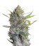 Сорт Serious Happiness fem (Serious Seeds)