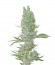 Сорт Amnesia XXL Autoflowering шишки