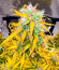 Сорт Auto Bruce Banner XXL fem (Advanced Seeds)