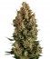 Сорт Auto Wembley fem (Pyramid Seeds)