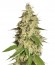 Сорт Raspberry Diesel fem