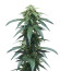 Сорт Roze Runtz fem (AlphaFem Seeds)