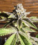 Сорт Dozy Breath fem (AlphaFem Seeds)