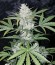 Сорт White Cheese Auto fem (Sumo Seeds)