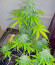 Сорт Runtz XL Auto (Sweet Seeds)