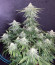 Сорт Zkittzy Gorilla fem (Original Sensible Seeds)