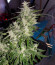 Сорт Auto Night Queen fem (Dutch Passion)