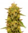 Сорт Royal Domina fem (Royal Queen Seeds)