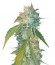 Сорт Yumbolt 47 fem (World of Seeds)