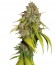 Сорт Sweet Tai fem (Sweet Seeds)