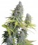 Сорт Big Foot fem (Sweet Seeds)