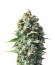 Сорт Pineapple Kush fem (Royal Queen Seeds)