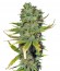 Сорт Super Skunk fem (Sensi Seeds)