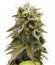 Сорт Lemon Thai Kush reg от Humboldt Seeds