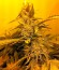 Сорт White Siberian fem (Dinafem Seeds)