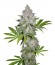 Сорт Californian Snow auto fem