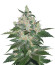 Микс семян Indica Pure Origin Collection 8 (World of Seeds)