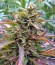 Сорт Auto Whiteberry fem (Paradise Seeds)