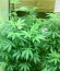 Сорт Choco Bud fem (Vision Seeds)