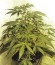 Сорт Grand Heft Auto fem (Dr. Krippling Seeds)