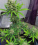 Сорт Runtz XL Auto (Sweet Seeds)