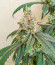 Сорт Gorilla fem (00 Seeds)