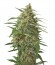 Сорт Moby Dick XXL Autoflowering fem