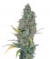 Сорт Strawberry Amnesia fem (Dinafem Seeds)