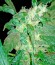 Сорт Deep Cheese fem (Dinafem Seeds)