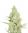 Сорт 1024 fem (Medical Seeds)