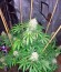 Сорт Super Silver fem (Dinafem Seeds)