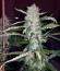 Сорт Pineapple Chunk fem (Barney's Farm)