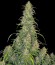 Сорт CBD-Chronic fem (Serious Seeds)