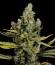 Сорт Love Peace fem (VIP Seeds)