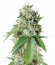 Сорт Brazil Amazonia fem (World of Seeds)