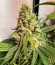 Сорт Moby Delicious fem (Delicious Seeds)