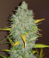 Сорт Original Auto Sour Diesel fem (FastBuds)