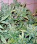 Сорт Auto Alpujarrena fem (Pyramid Seeds)