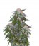 Сорт Medical VIP fem (VIP seeds)