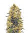 Сорт Big Bud fem (Vision Seeds)