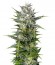 Сорт Pineapple Skunk reg от Humboldt Seeds