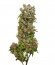 Сорт White Spanish fem (VIP seeds)