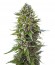 Сорт Auto Northern Lights fem (00 Seeds)