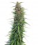 Сорт New York Power Diesel fem (Nirvana Seeds)