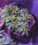 Сорт Sweet Valley Kush fem (Green House Seeds)