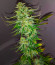 Сорт WiFi Kush fem (AlphaFem Seeds)